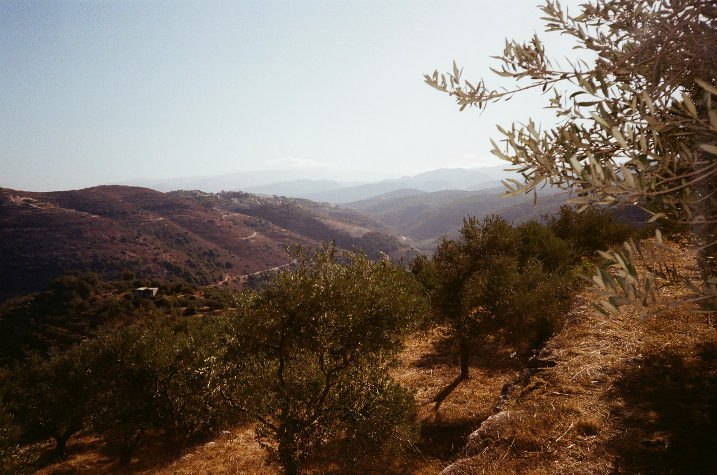 Gift Set: Olive Oil Duet